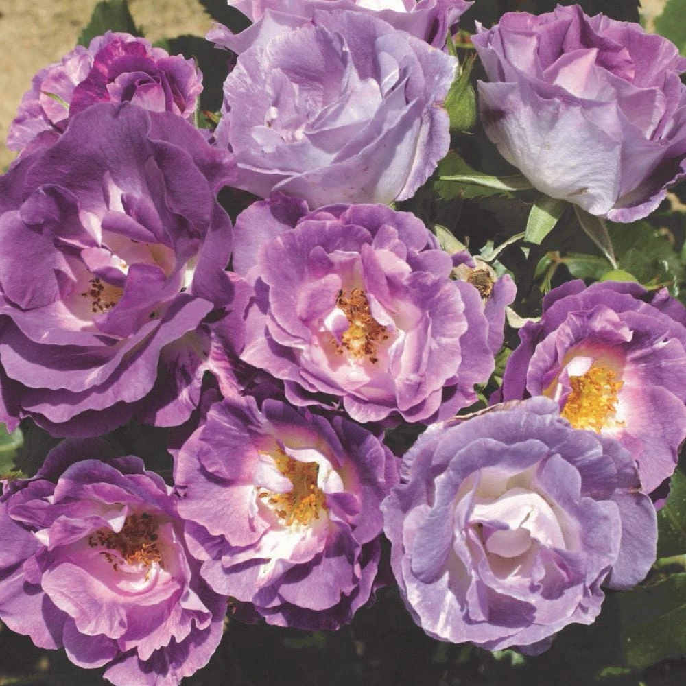 'Blue For You' Floribunda Rose 1 'Blue For You' Floribunda Rose