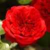 'Deep Love' Climbing Rose