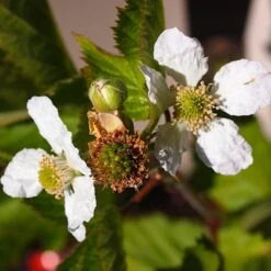 Boysenberry Bush | Rubus 9 Boysenberry Bush | Rubus -Roots Plants Shop boysenberry 4