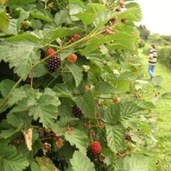 Boysenberry Bush | Rubus 10 Boysenberry Bush | Rubus -Roots Plants Shop boysenberry 5