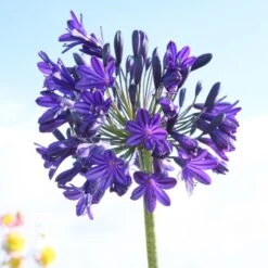 Agapanthus 'Royal Velvet' 6 Agapanthus 'Royal Velvet' -Roots Plants Shop brer09527sq