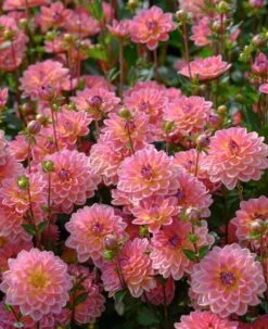 Dahlia 'Pacific View' -Roots Plants Shop brer09906