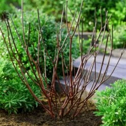 Best Value Cornus Collection | Winter Hedging -Roots Plants Shop browncornus