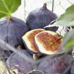 UK Hardy Fig Tree | 'Brown Turkey' -Roots Plants Shop brownturkeyfigs