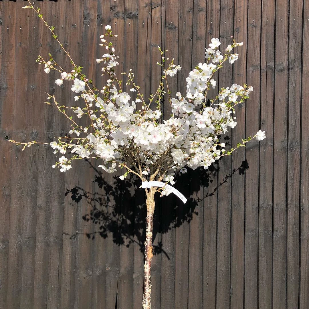 The Bride Cherry Blossom Tree | Prunus Incisa 1 The Bride Cherry Blossom Tree | Prunus Incisa