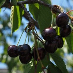 Kordia Cherry Tree -Roots Plants Shop cherrytree21 11