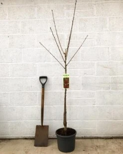 'Van' Cherry Tree -Roots Plants Shop cherryvanpotted