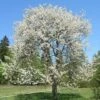 Chocolate Ice' Cherry Blossom Tree | Prunus 'Matsumae-fuki'