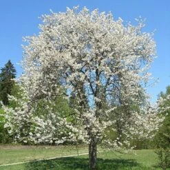 Chocolate Ice' Cherry Blossom Tree | Prunus 'Matsumae-fuki'