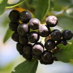 Unusual Berry Collection -Roots Plants Shop chokeberries