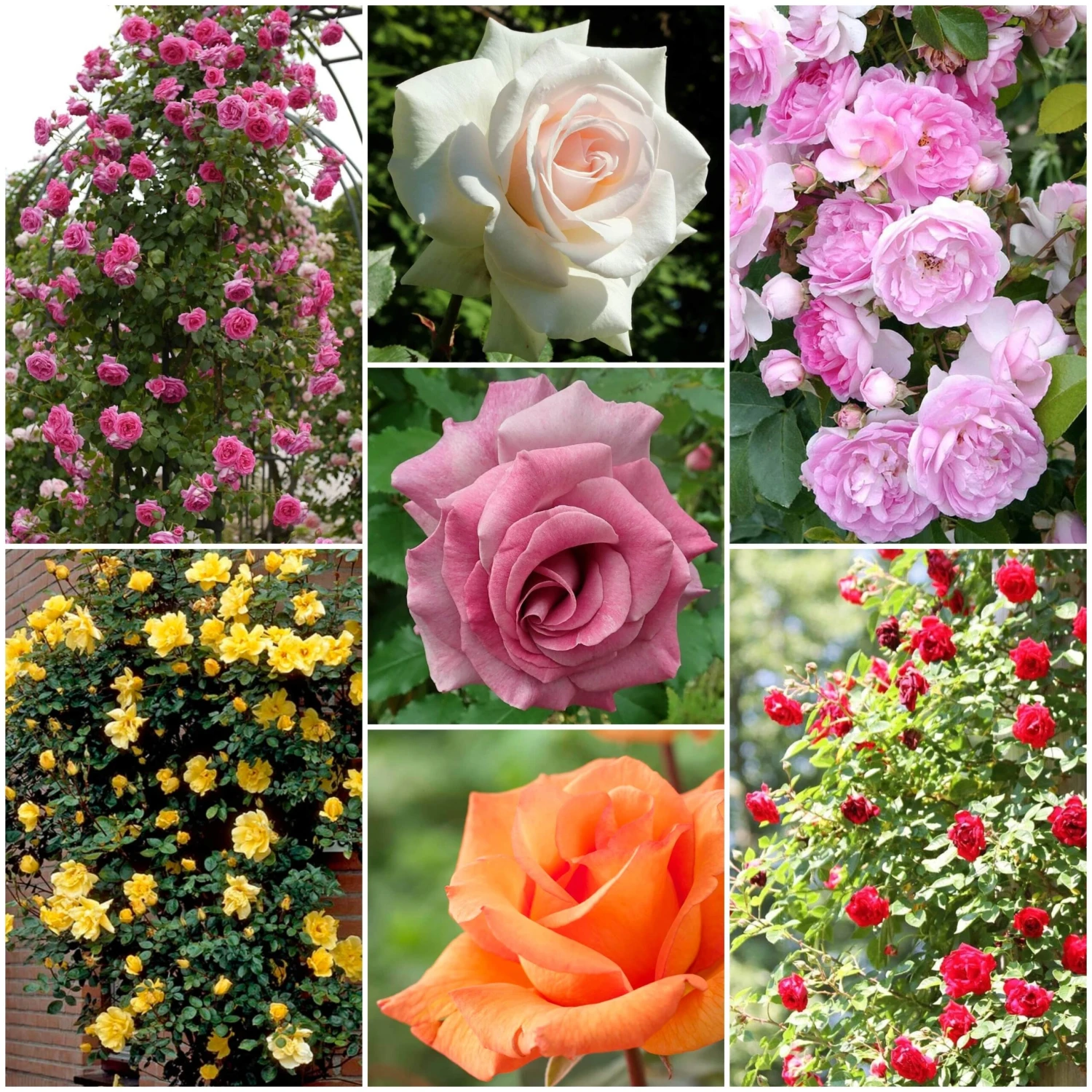 Repeat Flowering Climbing Rose Collection 1 Repeat Flowering Climbing Rose Collection