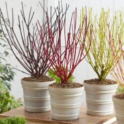 Best Value Cornus Collection | Winter Hedging -Roots Plants Shop cornuscollection 2