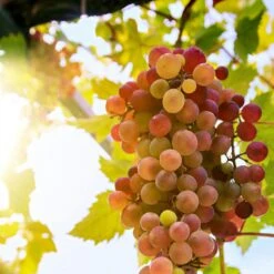 'Crimson Seedless' Grape Vine 7 'Crimson Seedless' Grape Vine -Roots Plants Shop crimson seedless