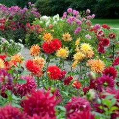 Premium Dahlia Plants Collection -Roots Plants Shop dahliacol 1