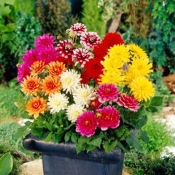 Premium Dahlia Plants Collection -Roots Plants Shop dahliacol 2