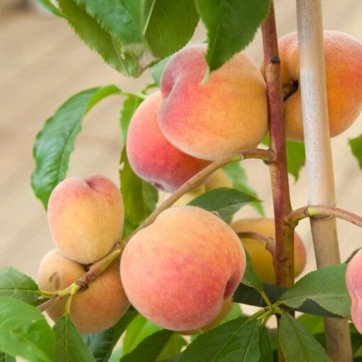'Duke Of York' Peach Tree -Roots Plants Shop dukeofyorkpeach 1