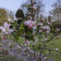 Egremont Russet Apple Tree Dwarfing Rootstock 12 Egremont Russet Apple Tree Dwarfing Rootstock -Roots Plants Shop egremontRussetblossom 1b9a7f1e 6c63 4140 8944 6e61df219470