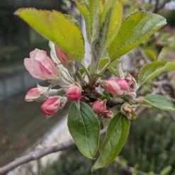 Egremont Russet Apple Tree Dwarfing Rootstock 14 Egremont Russet Apple Tree Dwarfing Rootstock -Roots Plants Shop egremontrussetblossom