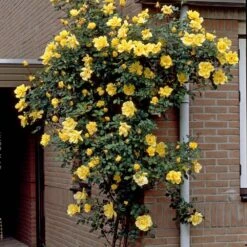 Repeat Flowering Climbing Rose Collection 9 Repeat Flowering Climbing Rose Collection -Roots Plants Shop elbo03964 gardeners glory 2f988433 e4b9 4626 9a46 4bf123470df9