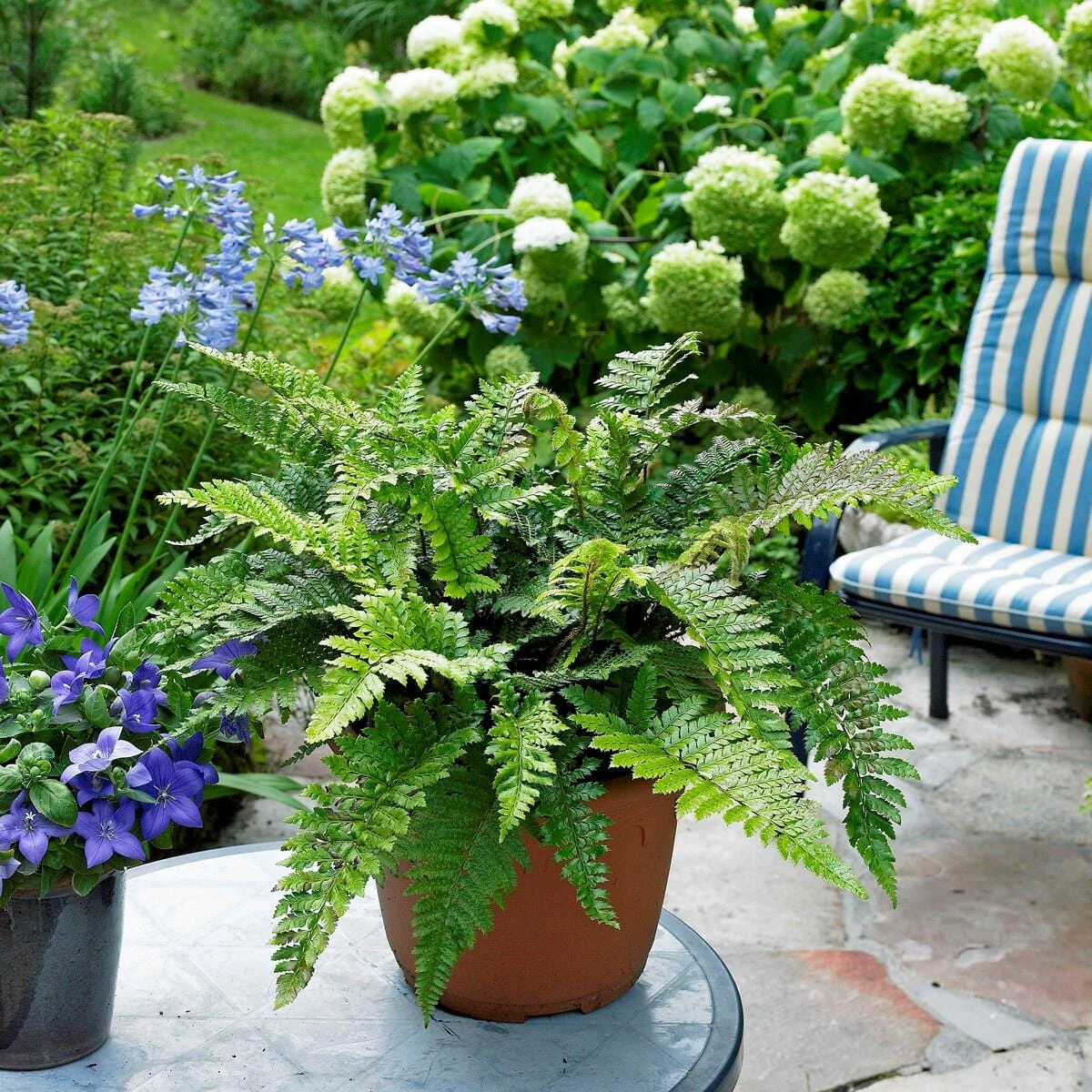 Tassel Fern | Polystichum Polyblepharum 2 Tassel Fern | Polystichum Polyblepharum - Image 2