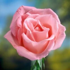 'Saphir' Shrub Rose 6 'Saphir' Shrub Rose -Roots Plants Shop elbo58827 saphir