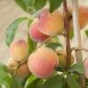 Avalon Pride Peach Tree