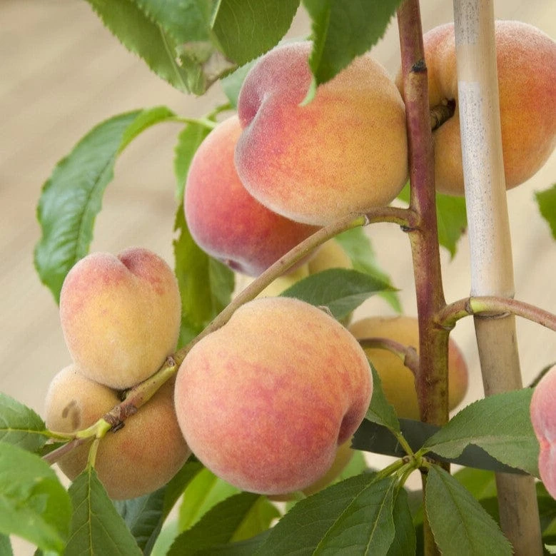 Avalon Pride Peach Tree 1 Avalon Pride Peach Tree