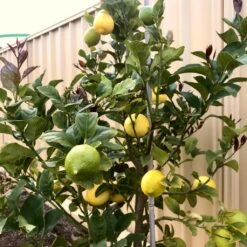 'Eureka' Patio Lemon Tree | 4 Seasons Lemon 8 'Eureka' Patio Lemon Tree | 4 Seasons Lemon -Roots Plants Shop eurekalemon