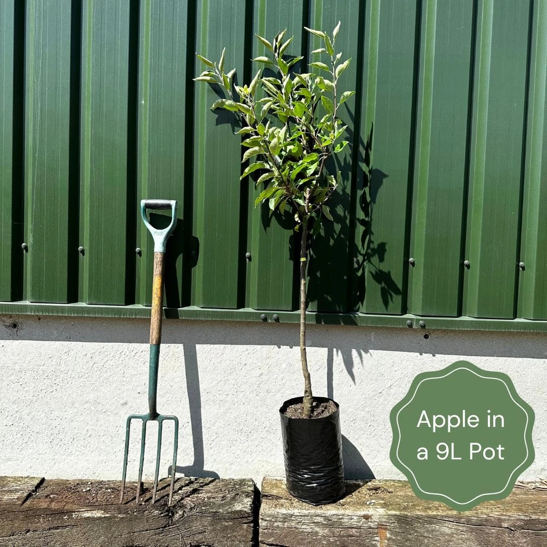 Best Apple Trees For Any Purpose | Growers' Choice 2 Best Apple Trees For Any Purpose | Growers' Choice - Image 2