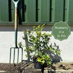 All Season Blueberry Plants Collection -Roots Plants Shop example blueberry 38af3195 ee9d 4a29 a7ae 0ee274be70e6