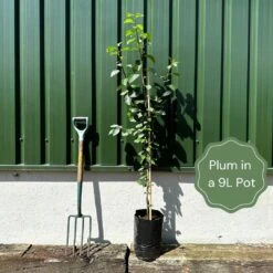Merryweather Damson Tree -Roots Plants Shop example plum 8618fc1d 2b75 4831 a068 1da97dd7fa7d