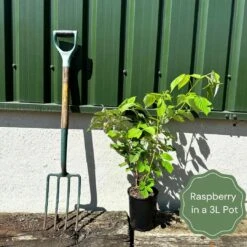 New Release -Roots Plants Shop example raspberry c8ddf2c1 fe77 4b6d 90c5 95038cd4463a