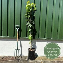 Flagpole Cherry Blossom Tree | Prunus Amanogawa -Roots Plants Shop exampleamanogawa
