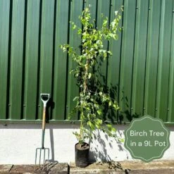 'Crimson Frost' Silver Birch Tree 5 'Crimson Frost' Silver Birch Tree -Roots Plants Shop examplebirch
