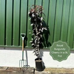 Purple Leaf Cherry Blossom Tree | Prunus Serrulata 'Royal Burgundy' -Roots Plants Shop exampleroyalburgundy