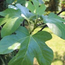 UK Hardy Fig Tree | 'Brown Turkey' -Roots Plants Shop figleaves