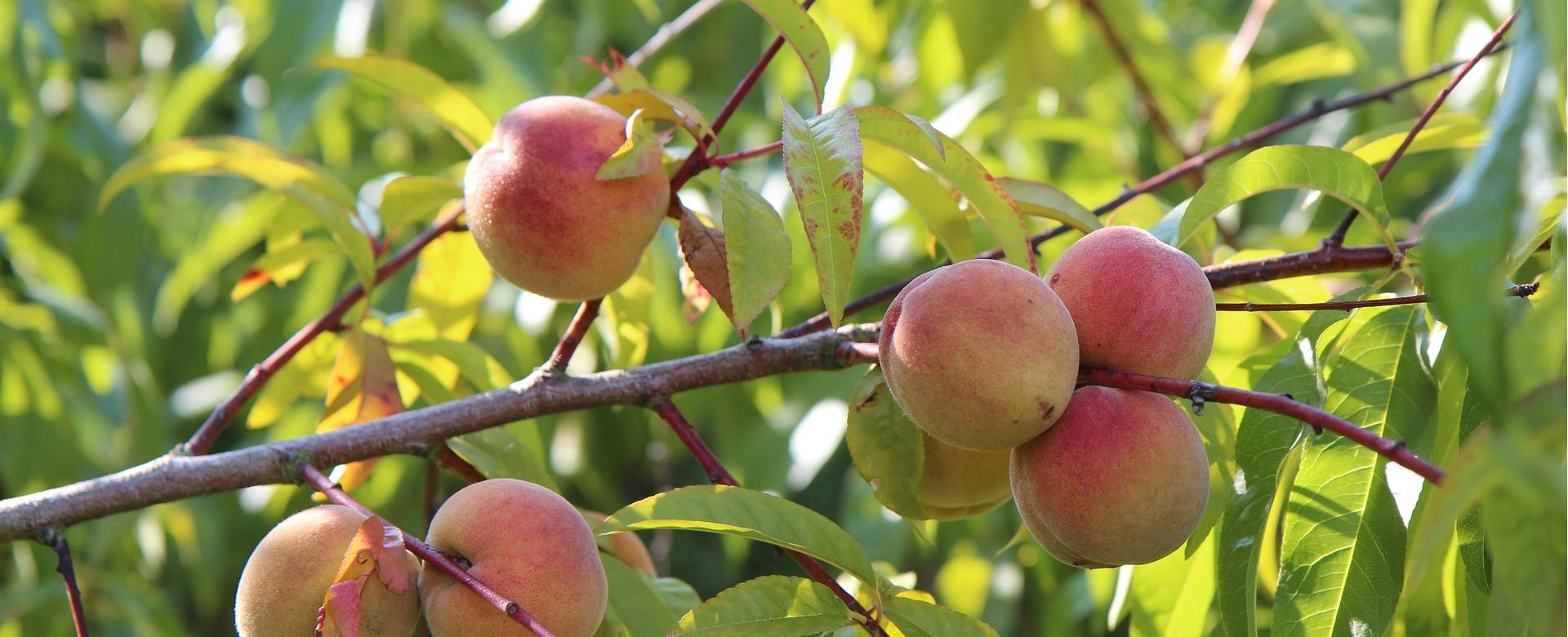 Roots Plants Shop -Roots Plants Shop fishing 3653806 1920