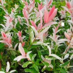 Flamingo Willow Tree | Salix Integra Hakuro Nishiki -Roots Plants Shop flamingo willow pink