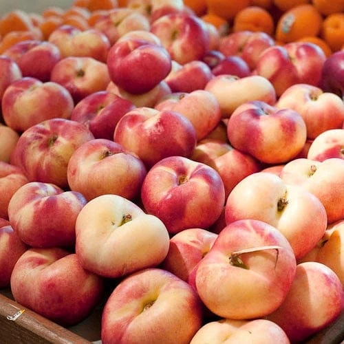 'Flat' Nectarine Tree 1 'Flat' Nectarine Tree