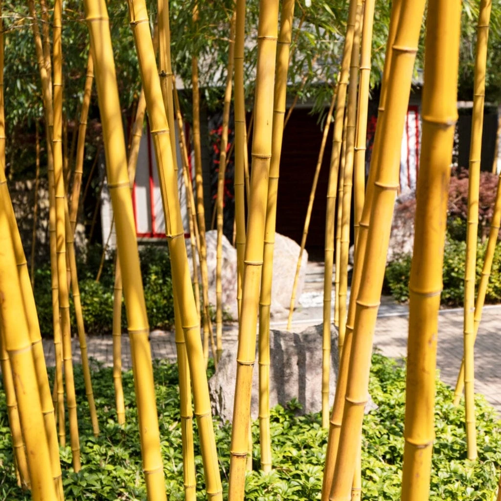Golden Bamboo | Phyllostachys Aurea 2 Golden Bamboo | Phyllostachys Aurea - Image 2