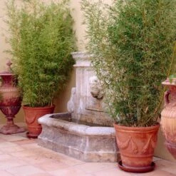 Golden Bamboo | Phyllostachys Aurea 10 Golden Bamboo | Phyllostachys Aurea -Roots Plants Shop goldenbamboo 5