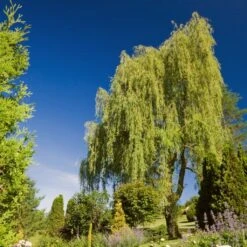 Golden Weeping Willow Tree | Salix Chrysocoma -Roots Plants Shop goldenweeping1