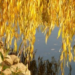 Golden Weeping Willow Tree | Salix Chrysocoma -Roots Plants Shop goldenweepingautumn