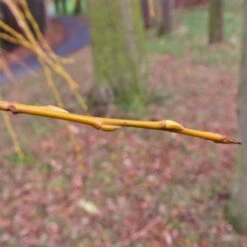 Golden Weeping Willow Tree | Salix Chrysocoma -Roots Plants Shop goldenweepingbranch