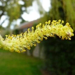 Golden Weeping Willow Tree | Salix Chrysocoma -Roots Plants Shop goldenweepingcatkin