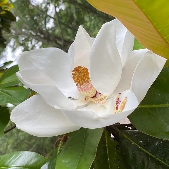 Best Fast Growing Shrubs 2 Best Fast Growing Shrubs - Image 2