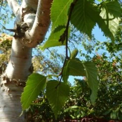 Himalayan Birch Tree | Betula Utilis Jacquemontii -Roots Plants Shop himalayancatkin