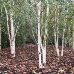 Himalayan Birch Tree | Betula Utilis Jacquemontii -Roots Plants Shop himalayangroup