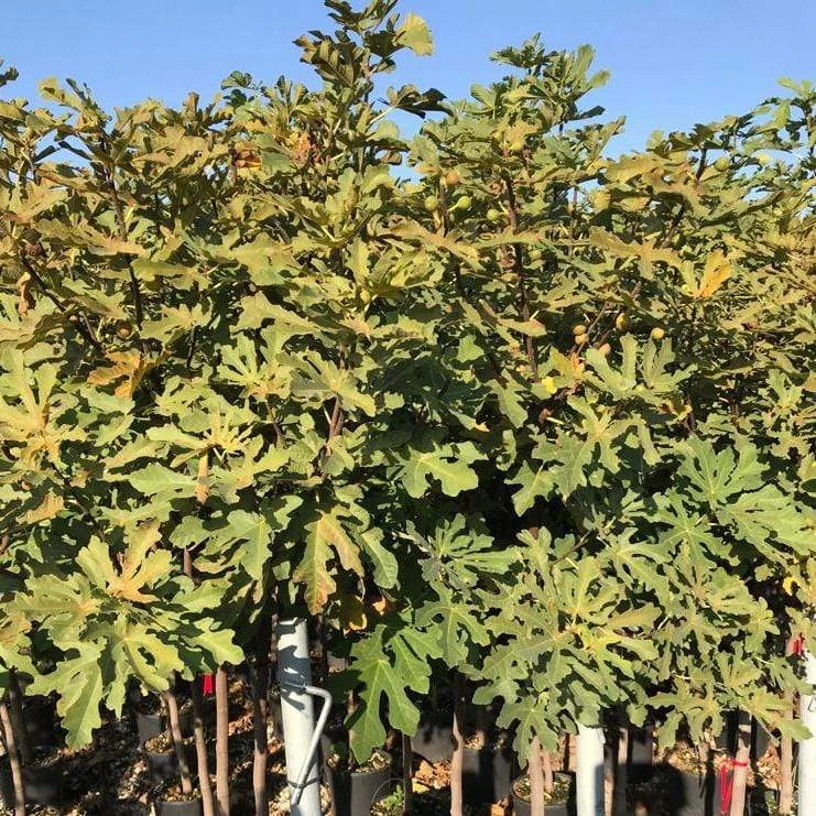 Ice Crystal Fig Tree 2 Ice Crystal Fig Tree - Image 2