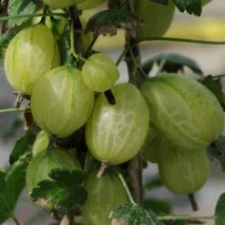 Complete Gooseberry Collection | Red, White & Green -Roots Plants Shop invicta gooseberry 303489b5 b71e 469d 93c3 b03b333ee84e